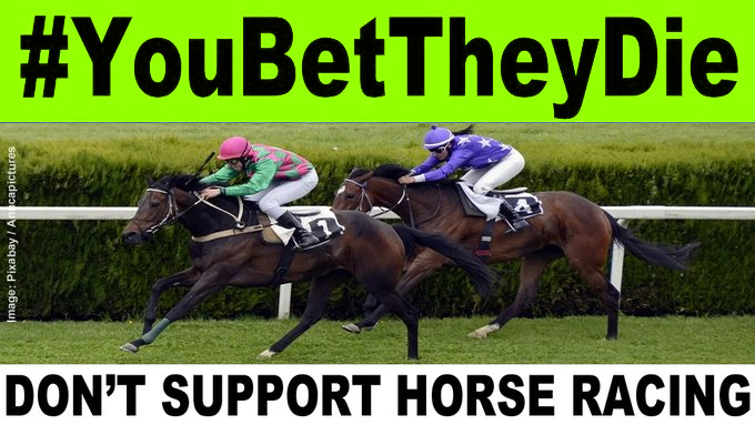 banbloodsports's tweet photo. Confirmed DEAD: 5-year-old Irish horse Call Me Jim who was last used in racing at Downpatrick Racecourse on 30 August 2021 https://t.co/xk4FmIZMgp Don't support horse racing. #YouBetTheyDie https://t.co/3M61B5W3Sp
