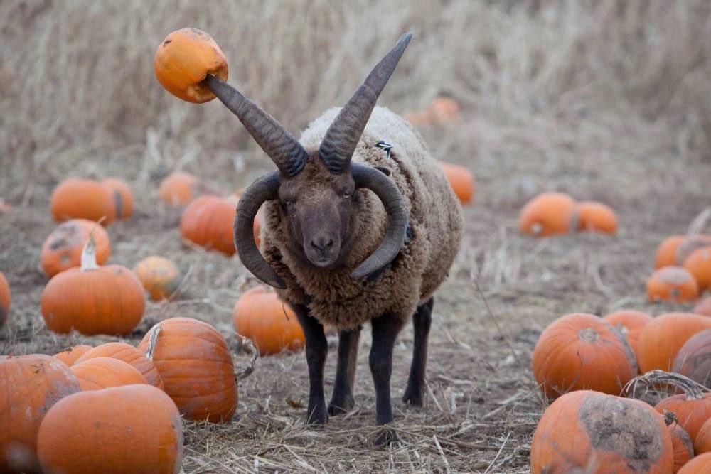 Diane Doniol-Valcroze tweet media