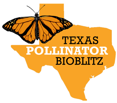 HeadwatersComal's tweet photo. Today marks the start of the Texas Pollinator Bioblitz. #DYK the monarch population across the Eastern US, Canada, &amp; Mexico has declined by nearly 80% over the past 20 years? Learn more by attending our Pollinators &amp; Host Plants tour on 10/13 or click here https://t.co/4YSzgC2bsn https://t.co/tD7S78iG1q