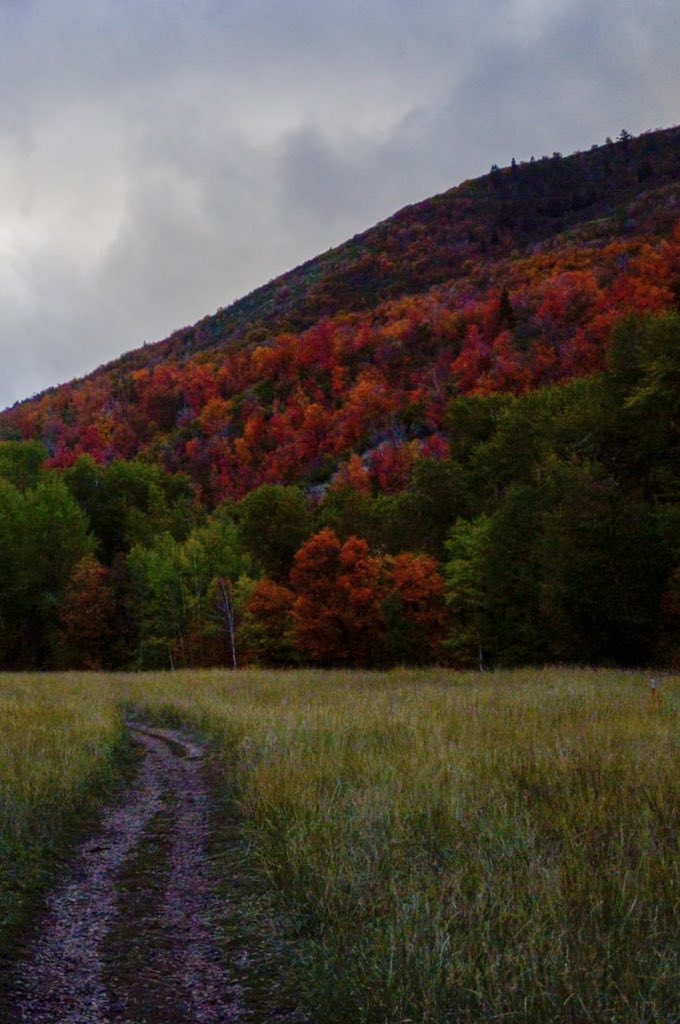 UtahIsAwesome's tweet photo. Q: What is the best time for fall colors in Utah?
A: RIGHT NOW! Usually peak season is from late September through October, but we’re seeing some amazing fall colors this week across Utah.
#utahfall #aspentrees #utahmountains #fallinutah #leafpeeping https://t.co/mjg5AhLxe3