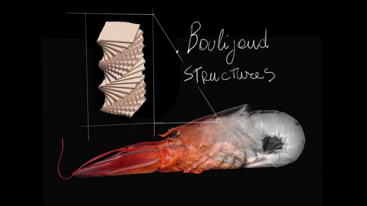 ZERO_DfAM's tweet photo. #curiosityfriday

Il guscio dell’aragosta è incredibilmente forte, flessibile e resistente a rottura, è costituito da fibre disposte come una scala a chiocciola che creano la tipica #strutturaBouligand.

#engineering #bioinspiring #design #latticestructures #naturestructures https://t.co/TSDzlG9zWU