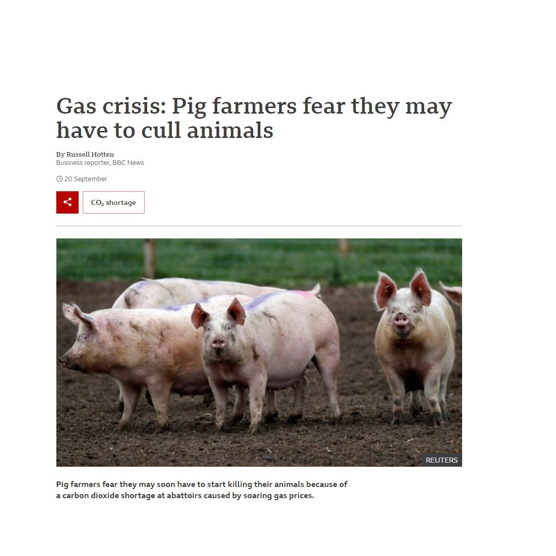 Translation: If farmers cannot mass murder pigs using gas chambers, they will kill them without it
#BritishFarmer #Britain #BritishPork #Pork #Bacon #Local #Food #Cull #Farming #BrexitHasFailed