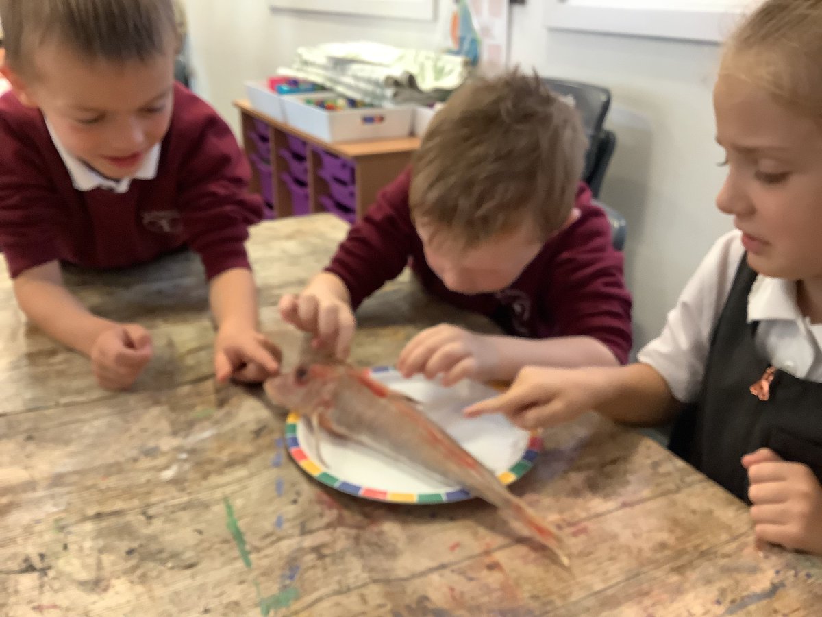 MDanceStAnnes's tweet photo. Year 1 are all able to identify the main features of a fish and we now know the function of each feature. After handling real fish we had so many questions. We then researched to answer some of them. @StAnnes_EHS @KWarehamStAnnes @BPooleStAnnes #wearestannes https://t.co/FYd6qghIQp