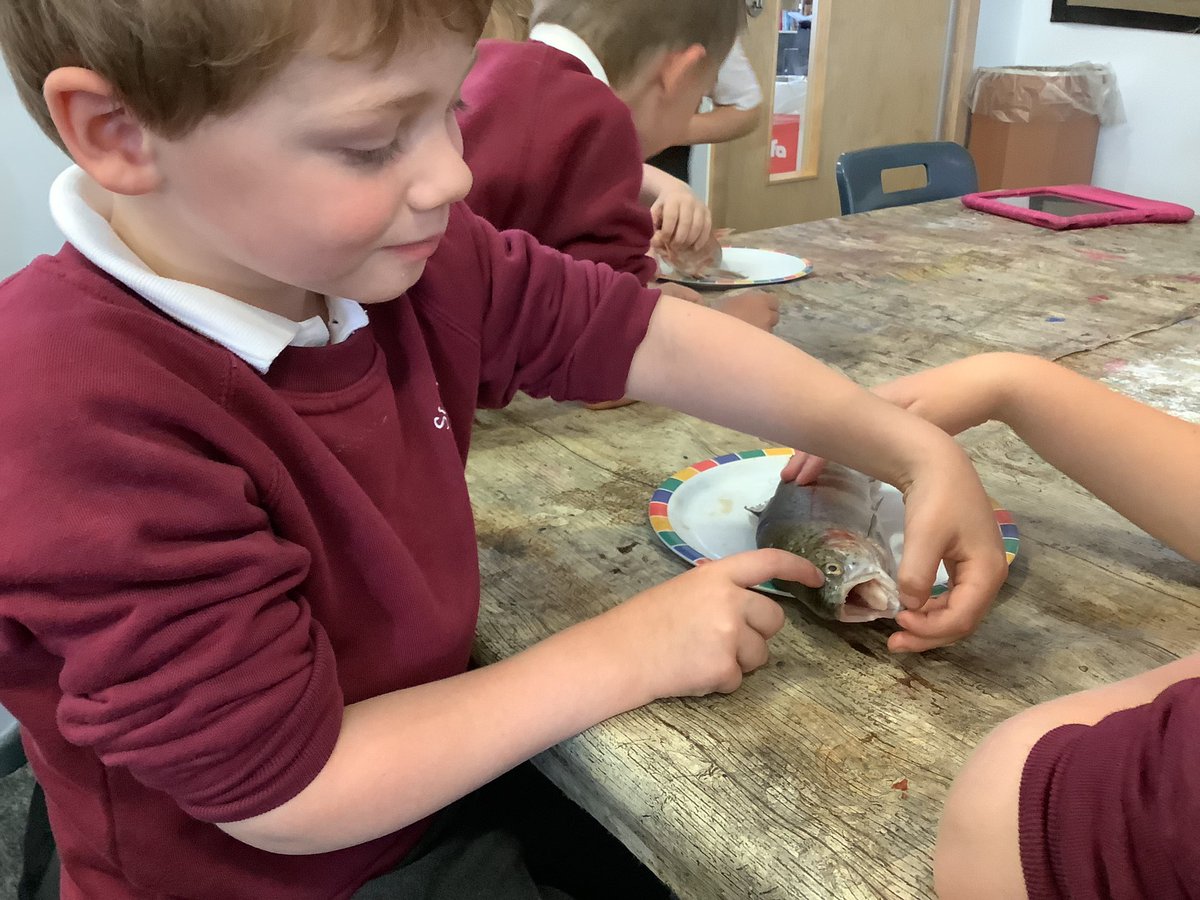 MDanceStAnnes's tweet photo. Year 1 are all able to identify the main features of a fish and we now know the function of each feature. After handling real fish we had so many questions. We then researched to answer some of them. @StAnnes_EHS @KWarehamStAnnes @BPooleStAnnes #wearestannes https://t.co/FYd6qghIQp