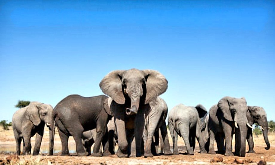 An Open Letter to the <a href="/CITES/">CITES</a>’ Secretary General <a href="/ivonnehiguero/">Ivonne Higuero</a>
By <a href="/Sangita4eles/">🇨🇦 🐘Sangita🐘 Elephant 🐘 Iyer 🇨🇦🐘🌻</a>

— A Plea for Compassion!

"Isn’t it time we created an international body that would genuinely and earnestly regulate the trade in endangered species?"

medium.com/@sangitaiyer/a…

📸 Getty Image