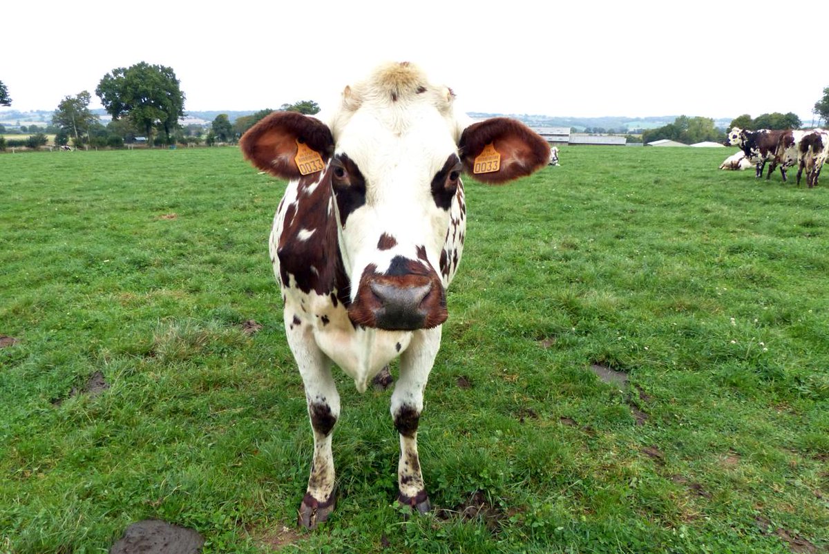 DecodAgri's tweet photo. 🥩Peut-on se fier à l'#étiquetage des #viandes❓
La #loi se précise, mais des erreurs persistent
Lesquelles❓ Comment la #viande est-elle tracée et étiquetée en France❓ 
✔️@VirginieMtm #FactCheck pour #DecodAgri
#traçabilité #madeinFrance 
➡️ https://t.co/CcLVWWJnR0  ⬅️ https://t.co/eYtbUgDwhc