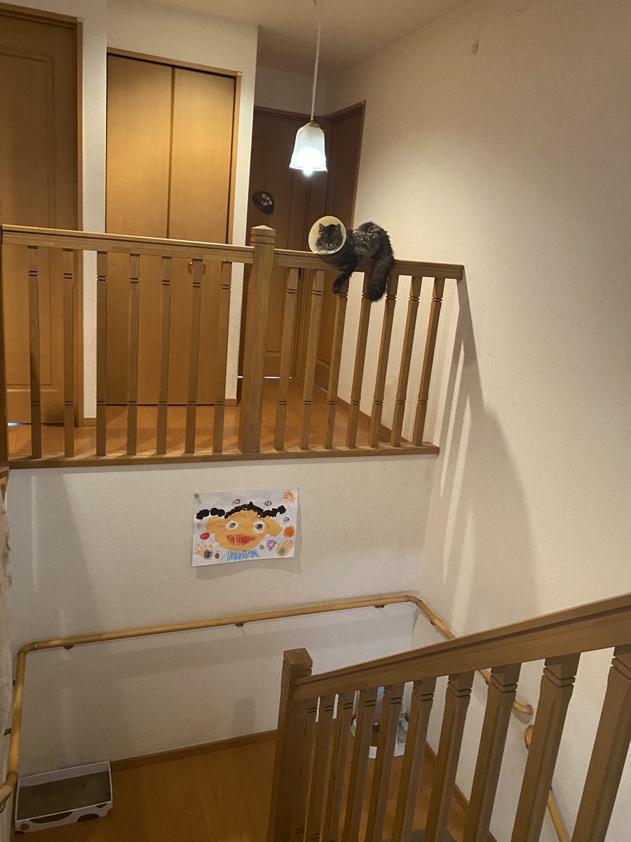 nekouta3's tweet photo. そこはいくらなんでも高いので、移動しようよっ！

#はなちゃん #手すりの住猫 #いくらなんでも高すぎる #気が気じゃない #猫のいるくらし  #exmaknight https://t.co/GUoIx3ve8Y