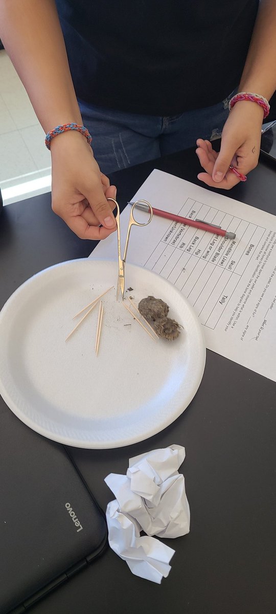 MissDFoley's tweet photo. Owl pellet Friday! @7thGradeMPMS #Science https://t.co/thWOO5xgN3