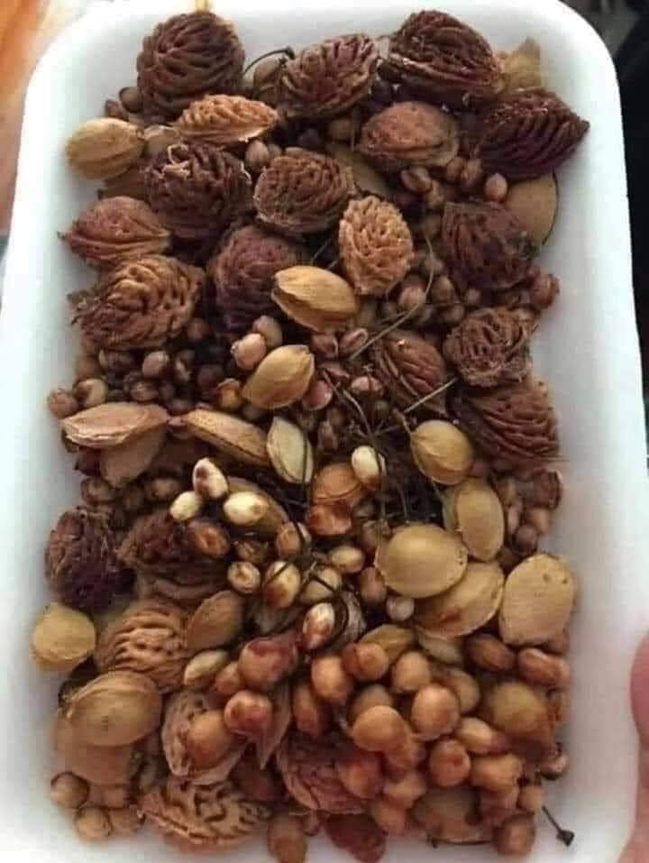 Bodhi_Bimal's tweet photo. When you eat fruit, don't throw away seeds: 
dry them, put them in a bag 
and leave them in the car/bus so When you're on the road, throw them out the window in areas where there are no trees. 
Nature will take care of germination, the rest and the best. 🌱 https://t.co/tmd3EOMG6U