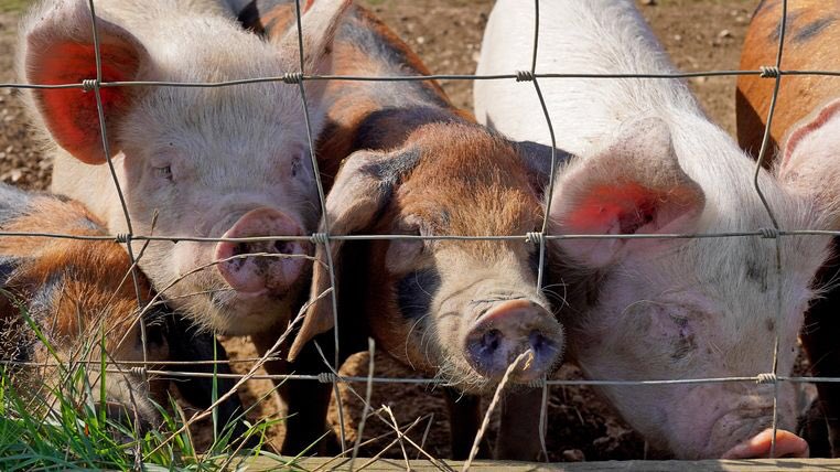 cat_whiten Ⓥ tweet media