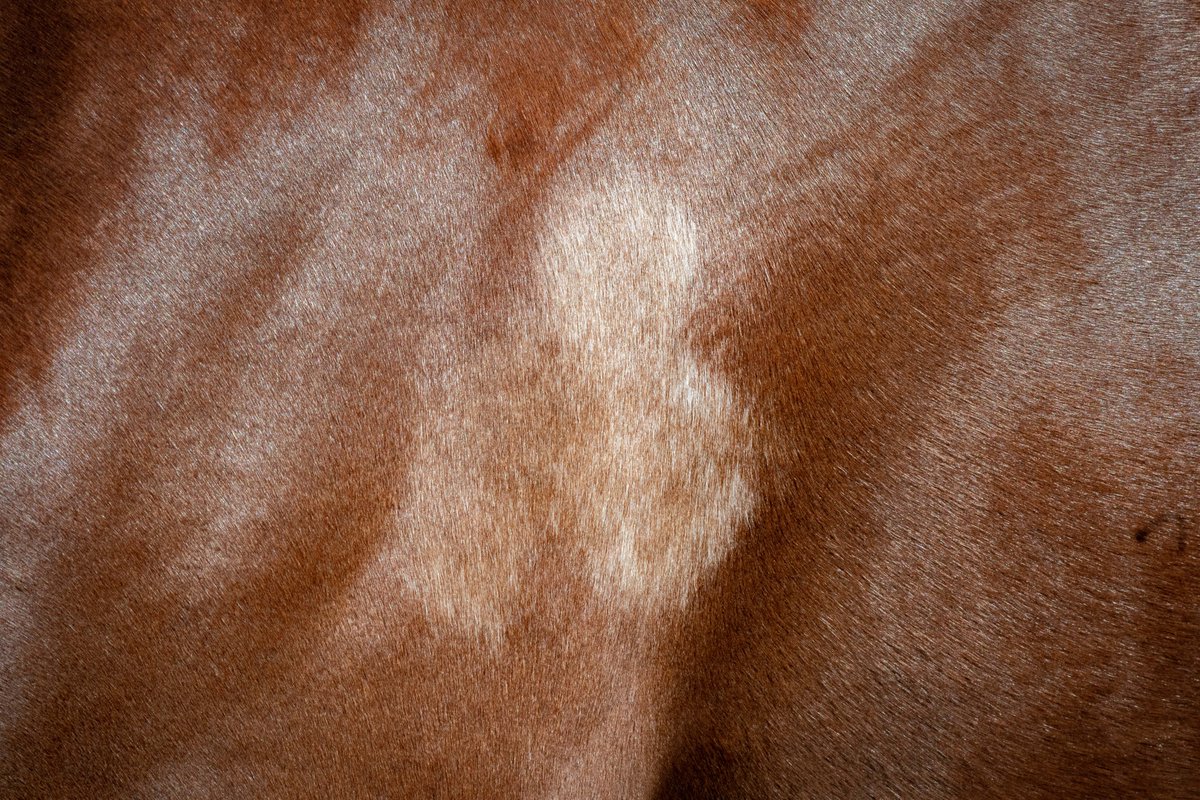 Lot 749 at <a href="/Goffs1866/">Goffs</a> Sportsman's Sale should be a lucky one. 🍀

Eye-catching markings on this daughter of <a href="/DarleyEurope/">Darley in Europe</a> Belardo (IRE). Consigned by Duhill Stud. 🇮🇪

🗓️ 10am 30 Sept-01 Oct 2021
📖 Catalogue: bit.ly/3n6GcNC