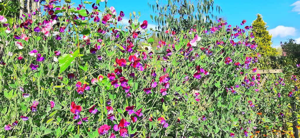 jpmoseley's tweet photo. 1st October and look at these sweet pea still blooming their little socks off! I'm gathering masses to decorate the house and they still exude the most amazing scent.
#inmygardentoday #sweetpea #cupani #fragrantflowers💐🌺🌸 #october #newmonth #derbyshiregarden #flowertalk https://t.co/xBEEM9tOTq