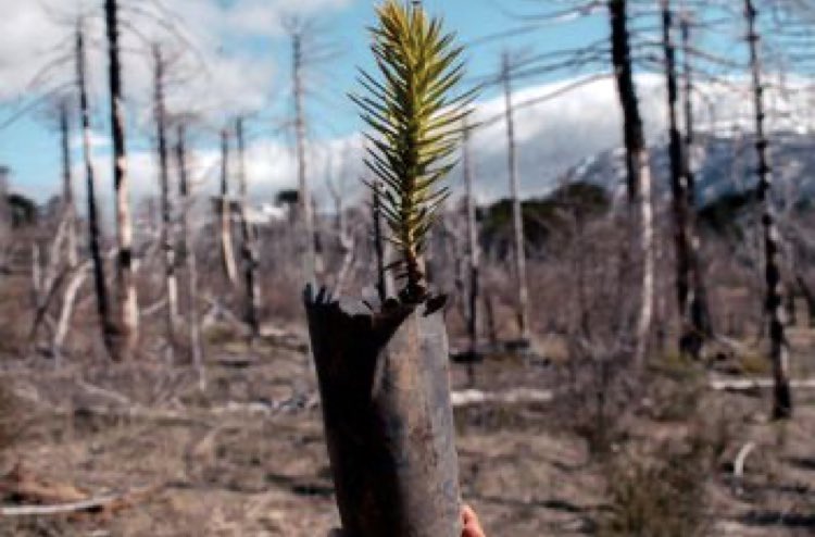 Plantaron 3000 araucarias para recuperar un bosque incendiado en Neuquén

La reforestación se realizó en la zona norte del Parque Nacional Lanín, en una extensión de bosque milenario degradado por un incendio. 

🏔🌲🌲🔥 lanacion.com.ar/sociedad/plant…
