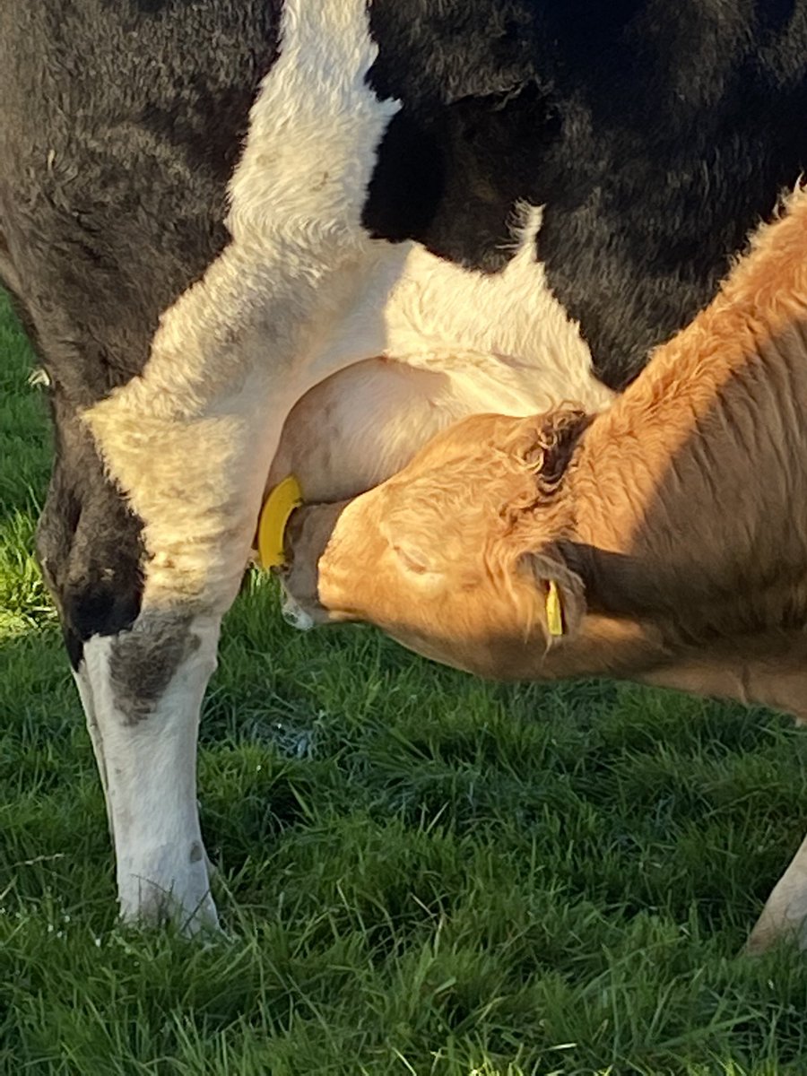 kearnsy900's tweet photo. @JamesHillsbrook @irishlimousin Can’t beat them, really takes the stress out of it 😅 https://t.co/vtMOyWDCYx