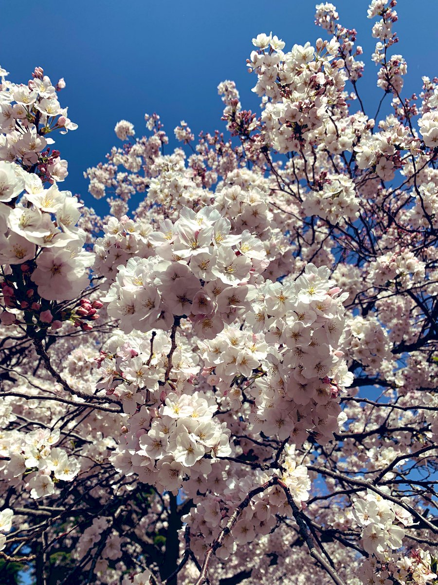 アイちゃん、ユウちゃん、お誕生日おめでとうございます🌸💕✨またこの季節がやってきて、2人の誕生日から大好きな10月が始まります🎹🌙

にこやかにたい焼き食べていますように🌸❁❀✿✾🌸

#Re_LieF
#TrymenT