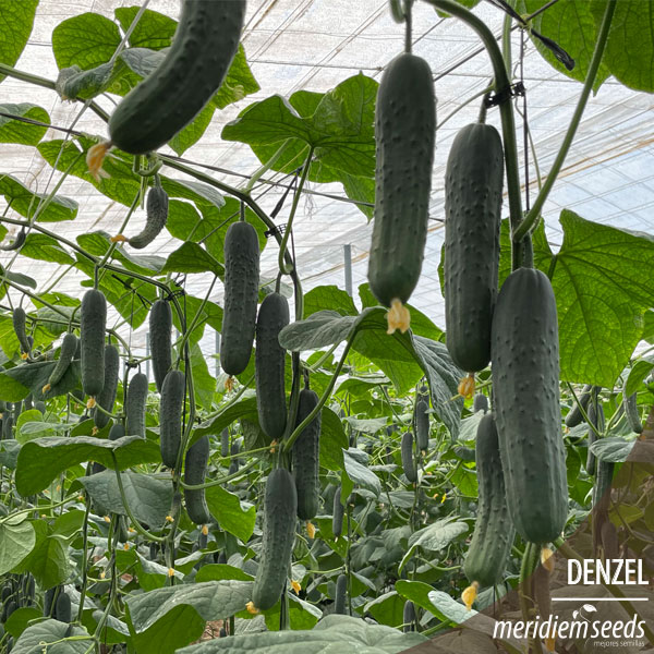 MeridiemSeedsES's tweet photo. Nueva 🆕 variedad de pepino francés 🥒 DENZEL

Cultivo situado en  Balerma (Almería), trasplantado el día 13 de agosto.

Fruto de color verde 🟢 oscuro y espinoso, de unos 22-23cm de longitud 📏, homogéneo y bien formado durante todo el ciclo.

#MeridiemSeeds #Semillas #Denzel https://t.co/ek0wlxqNir