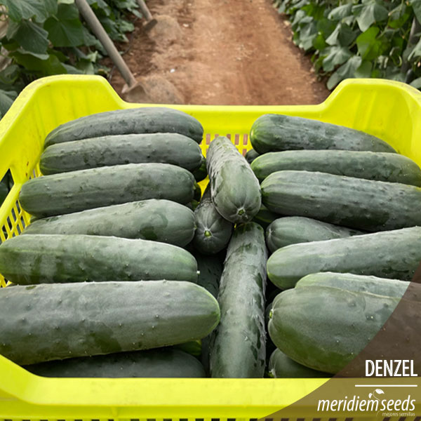 MeridiemSeedsES's tweet photo. Nueva 🆕 variedad de pepino francés 🥒 DENZEL

Cultivo situado en  Balerma (Almería), trasplantado el día 13 de agosto.

Fruto de color verde 🟢 oscuro y espinoso, de unos 22-23cm de longitud 📏, homogéneo y bien formado durante todo el ciclo.

#MeridiemSeeds #Semillas #Denzel https://t.co/ek0wlxqNir