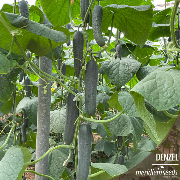 MeridiemSeedsES's tweet photo. Nueva 🆕 variedad de pepino francés 🥒 DENZEL

Cultivo situado en  Balerma (Almería), trasplantado el día 13 de agosto.

Fruto de color verde 🟢 oscuro y espinoso, de unos 22-23cm de longitud 📏, homogéneo y bien formado durante todo el ciclo.

#MeridiemSeeds #Semillas #Denzel https://t.co/ek0wlxqNir