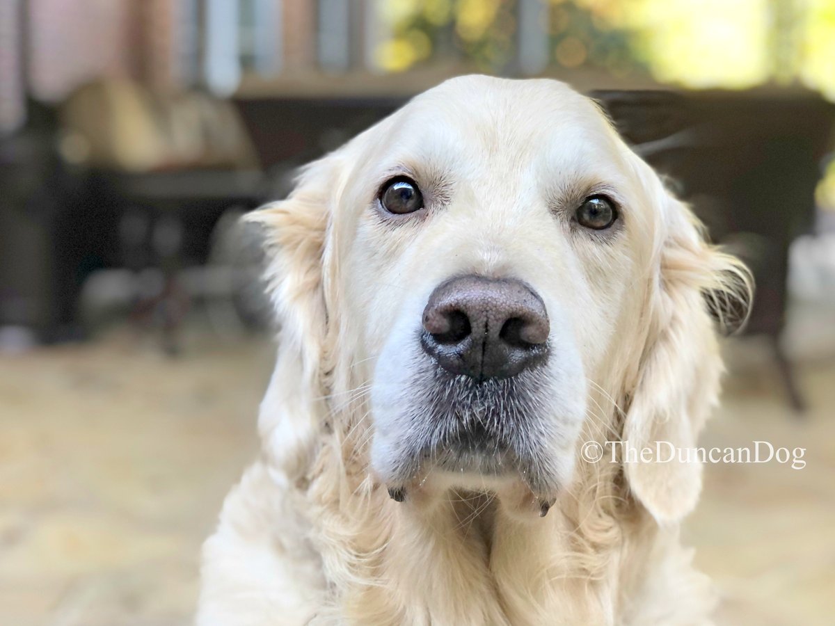 TheDuncanDog's tweet photo. Breaking News: Apparently, I am the goodest boy. 

#dogsoftwitter https://t.co/wtIAxenQOG