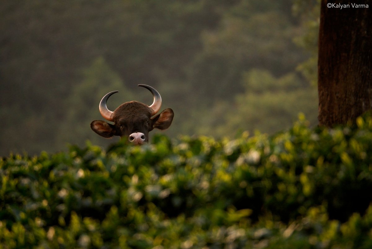 cwsindia's tweet photo. Peeking at the clock as you wait for workday to get over....have a gaur-geous weekend and a happy October!
PC: Kalyan Varma
#gaur #indianbison #megaherbivore #herbivore #wildlife #wildlifeofindia #indianwildlife #wildlifeofwesternghats #westernghats #animalhumour https://t.co/lijtxwq4p3
