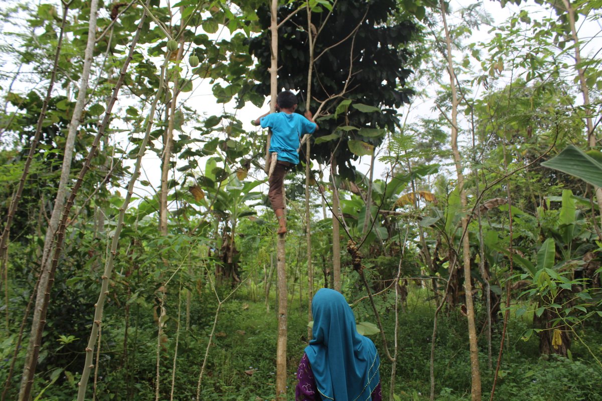 Mufidalkarimu's tweet photo. Sobat, kenalin nih, indra, bocah kecil yang hobi bantu ibunya kerja serabutan di hutan. 

Meski ditinggal alm. bapaknya, mimpinya tinggi, lebih tinggi dari pepohonan tempatnya menjemput rejeki, dengan menjadi buruh tani. https://t.co/OKVAcQLrBc