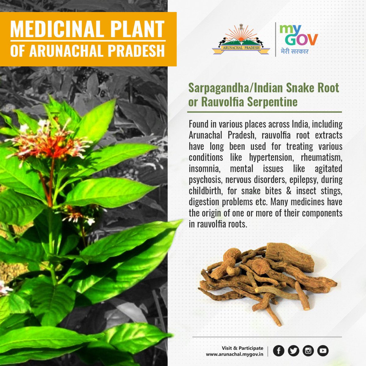MyGovArunachal's tweet photo. #ArunachalPradesh is home to many medicinal plants. One notable mention is Rauvolfia Serpentine. Commonly known as #Sarphagandha, this perennial subshrub is reputed for its medicinal attributes in treating numerous health conditions.
#medicinalplants #localherbs https://t.co/1rqUQeuOPP