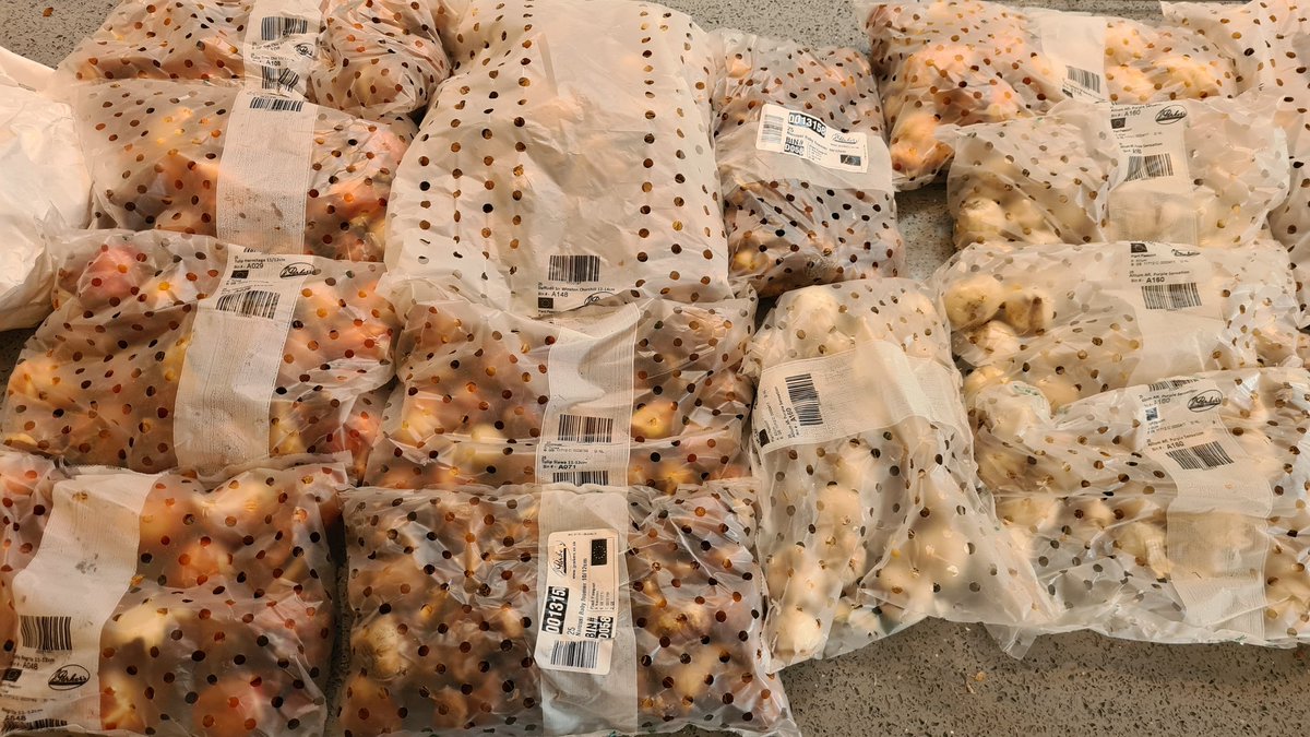 cavershamjj's tweet photo. Yeah, so might have overdone the bulbs. Again. #bulbageddon https://t.co/VNrvJWdqVr