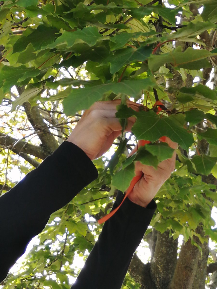 Annik Rouse tweet media