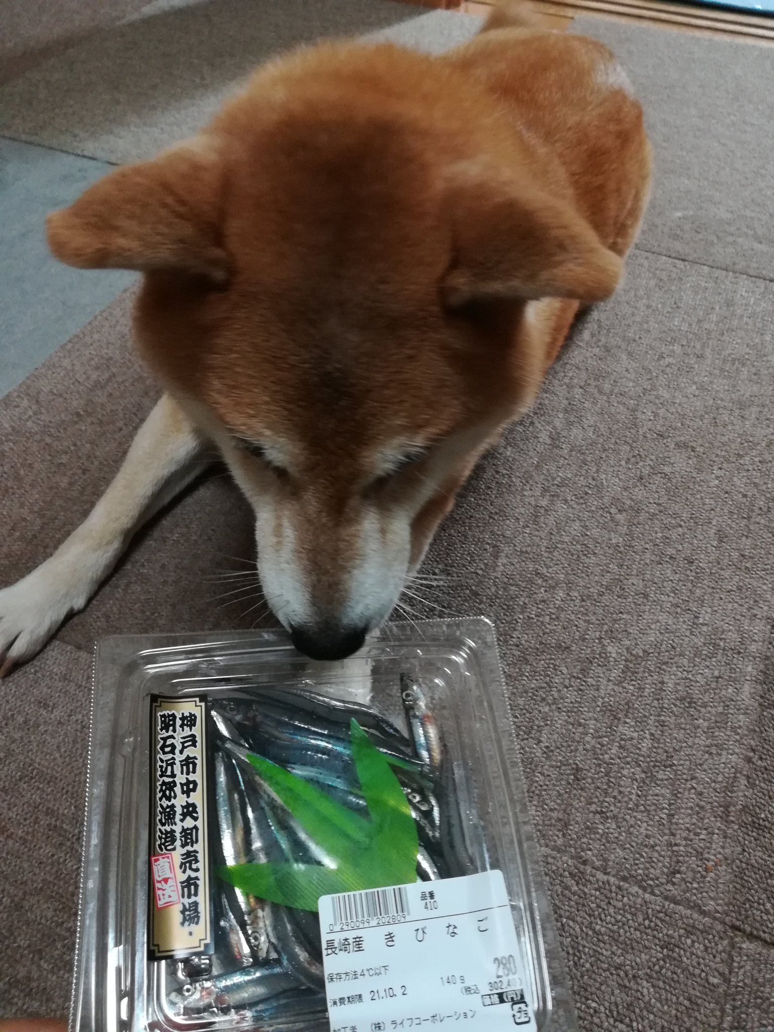 Chachamama1029 人も犬も 旬の物 を頂きますよ うまうまだね きびなご さんたちに感謝 他には 空芯野菜 ニンジン 大根 えのき茸 ズッキーニ キャベツ 卵 白いご飯が入ってます あんじゅ 柴犬 元保護犬 手作りごはん 推定6歳