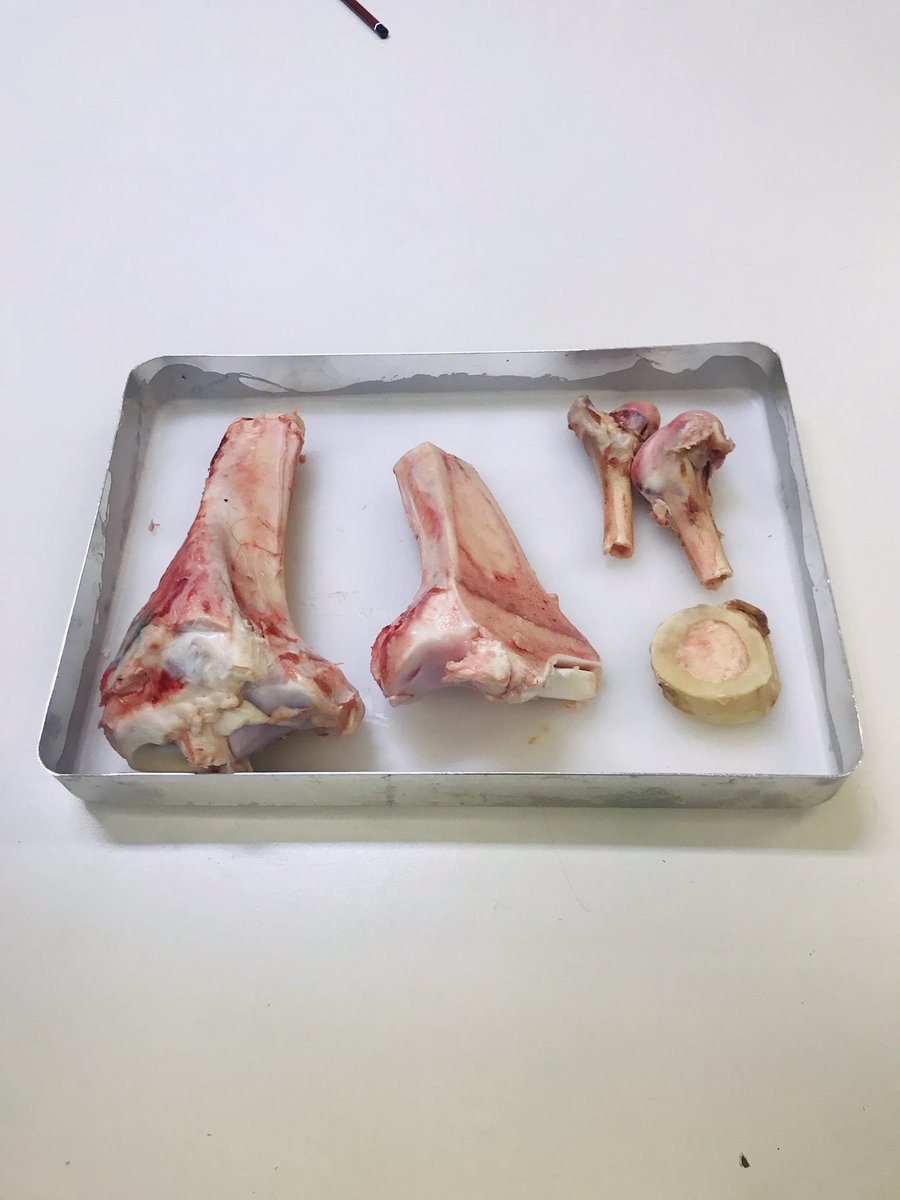 6.Sınıflarımızla Destek ve Hareket Sistemi ünitesi kapsamında kemiğin yapısını inceledik hem eğlendik hem öğrendik🦴🍖 <a href="/kursatkayalak/">Kürşat Sadık KAYALAK</a> @ArifeKaraman6 <a href="/mftufekci/">Mehmet Fatih Tüfekçi</a> <a href="/esmatozun/">Esma Karagöz Tözün</a>