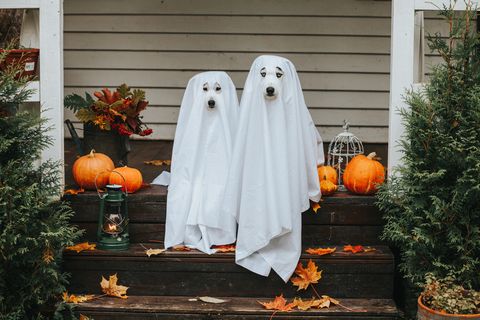 OfficialPLT's tweet photo. Dogs dressed as ghosts... that's it, that's the tweet. https://t.co/EpyTSvzZ1Q