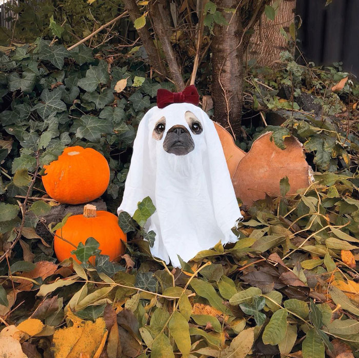 OfficialPLT's tweet photo. Dogs dressed as ghosts... that's it, that's the tweet. https://t.co/EpyTSvzZ1Q