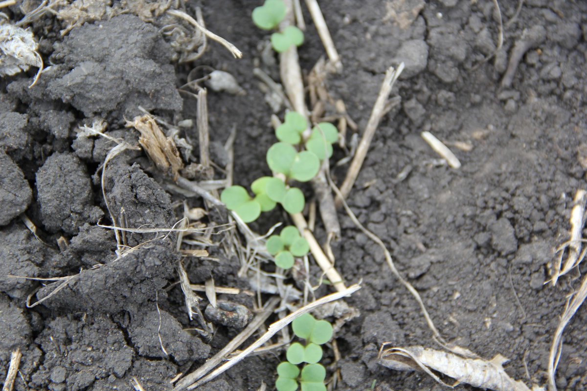 It's not just imi herbicides that can carry over. What to consider for fields going in to #canola next spring: ow.ly/iwl350Gk5ls #plant22