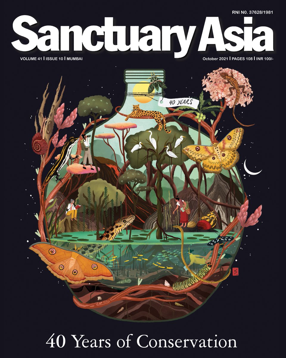 SanctuaryAsia's tweet image. 40 years ago, the first issue of Sanctuary Asia rolled out; the result of a promise made by our Founder @BittuSahgal to his mentor Fateh Singh. Today Sanctuary has become a binding force &amp;amp; springboard for conservationists worldwide. Read the 40th issue:  sanctuarynaturefoundation.org/magazine