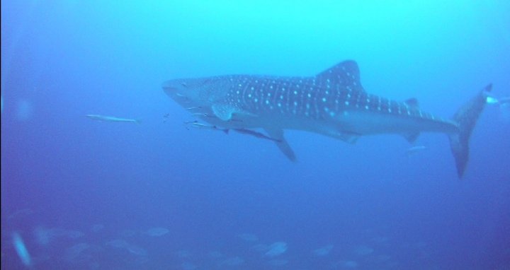 janethan's tweet image. Baby #whaleshark doo doo doo doo doo doo
#divetenggol #divecourse #throwback