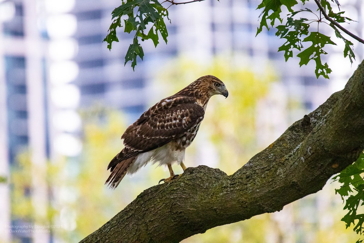 DarkWaterPhotos's tweet photo. Raptor in the city, a redtail in High Park, Toronto.
#WildTO #CityOfTO #RedtailsTO #HighParkNC #CanGeoBirds #Hawks #Celebirdy #NatureTherapy #StopThe413 #WalkInTheWoods #BirdingDailyTO #TOBirdParty #Wildlife #ROMwpyON
https://t.co/R5PMOspsUo https://t.co/NGyGs9qpLu