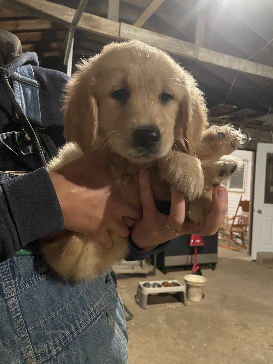 alibuckrell's tweet photo. The cutest Purebred Golden Retriever’s you have ever seen are looking for their forever homes! 4 males, first round of vaccinations done and ready to go. Shoot me a message for more details! #GoldenRetrievers https://t.co/m4Laoe57hC