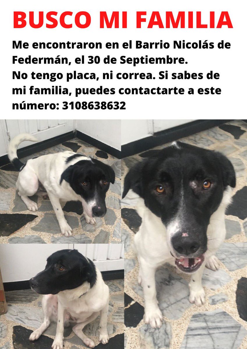 acruz_d's tweet photo. @losbuscamos_col Buenos días, ayer en la noche encontré un perrito grande blanco con negro sin correa, ni placa en el barrio Nicolás de Federman. Les agradezco si me ayudan a difundir la foto para encontrar la familia de este peludito https://t.co/PujuE5r4ZK