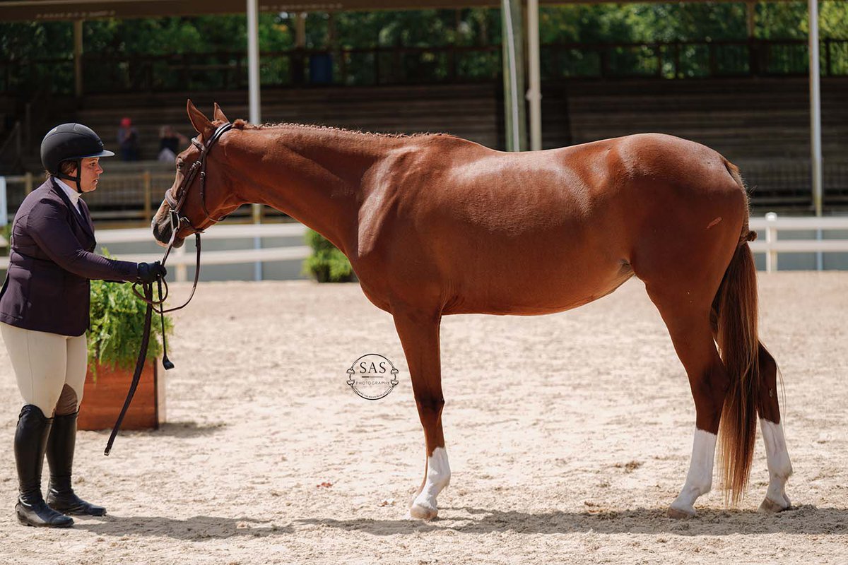 AdultAmmyStrong's tweet photo. Oh! Donโt think I shared here but Zellie qualified for @USHJA Zone 3 Championship Hunter Breeding 3-Year-Old!! So weโll be at Morven Park Oct 20-21! ๐๐ค๐ด
#AdultAmmyStrong #QuesselIF #QreditHilltop #Qreditoffspring #hunterbreeding https://t.co/Ni1pi0xcbD
