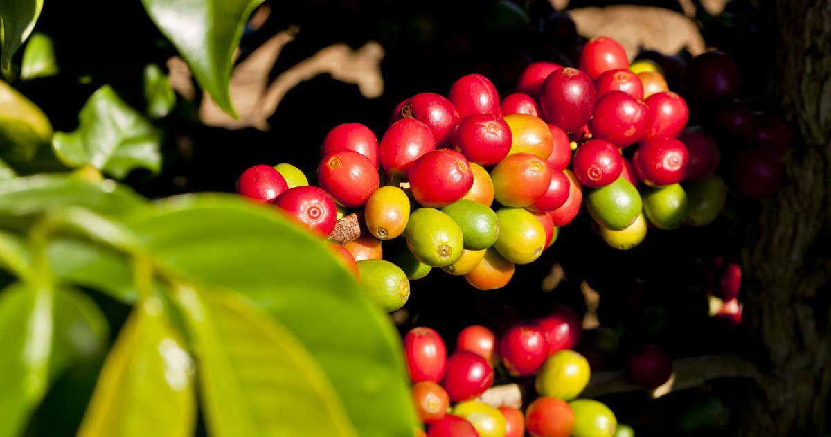 BASFAgro's tweet photo. Can you imagine a world without coffee? Neither can indigenous coffee growers from Chiapas, Mexico. In the Kajve project, we're helping small-scale producers living in poverty improve their livelihood. More: https://t.co/poXS6N2N3F #InternationalCoffeeDay #FindingTheRightBalance https://t.co/HFkF1UV2L2