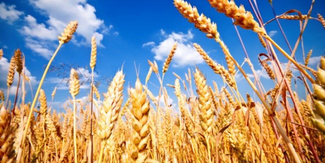 CONSUS (@consus_ucd) on Twitter photo We really appreciate if you please spare approx 20 minutes to complete a short #survey on information presentation #crops #soil #expert #smartfarming #decision support #system #experiment Link: forms.gle/EfkHnUZjKxZPSc… Thank you! @scienceirel <a href="/ucdlyonsfarm/">UCD Lyons Farm</a> <a href="/ucdagfood/">UCD School Ag & Food</a> We really appreciate if you please spare approx 20 minutes to complete a short #survey on information presentation #crops #soil #expert #smartfarming #decision support #system #experiment Link: forms.gle/EfkHnUZjKxZPSc… Thank you! @scienceirel <a href="/ucdlyonsfarm/">UCD Lyons Farm</a> <a href="/ucdagfood/">UCD School Ag & Food</a>