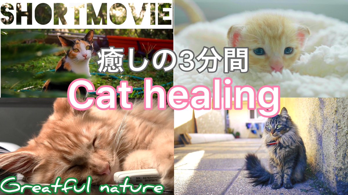 Top Tweets For 大型ネコ科 Twstalker