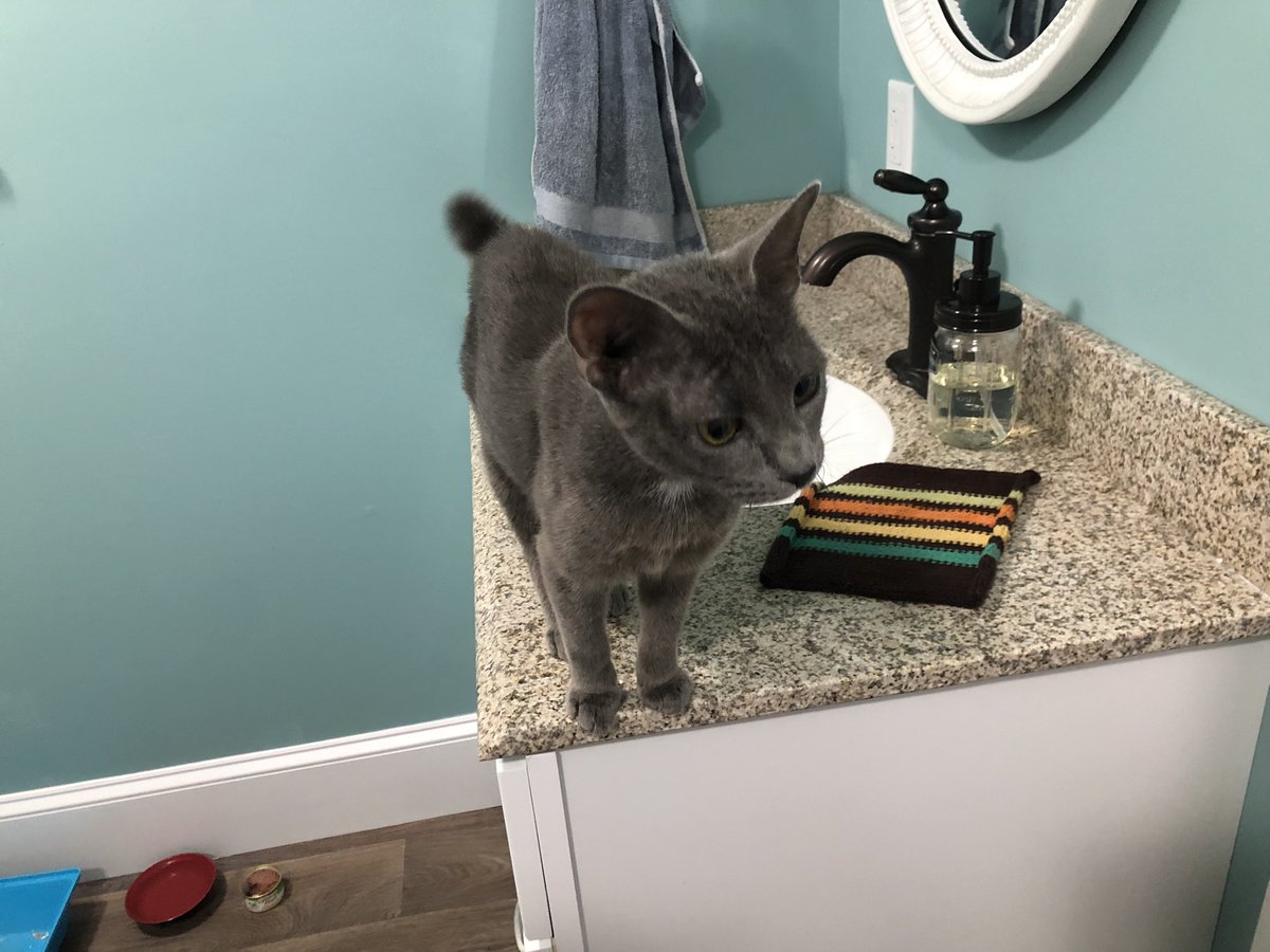 standbyspotone's tweet photo. This kitten wandered into my house last night? So. Taking them to the vet this morning to figure out if they have a home. Otherwise? I guess I’ll find a home for them? https://t.co/FW11eGn6mC