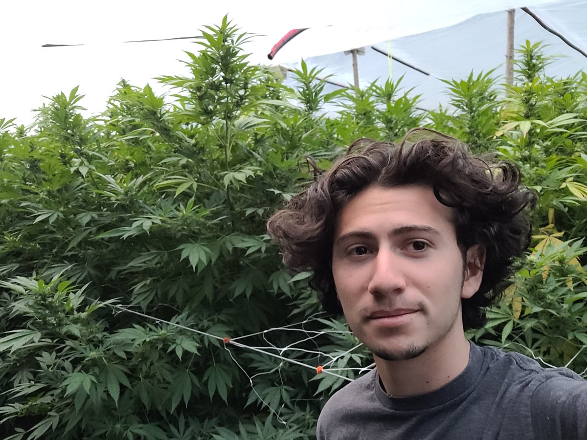 WillowWeedFarm's tweet photo. "Why did we name ourselves Willow Weed?"
1. It is the middle name of our founder, Jacob Willow Spiro. 
2. It is the name of our farm, Willow Pond Farm.
3. The alliteration duh...
4. Our business model is similar to a Willow Tree- flexible with strong roots that are disruptive. https://t.co/4dvRZPcz4N