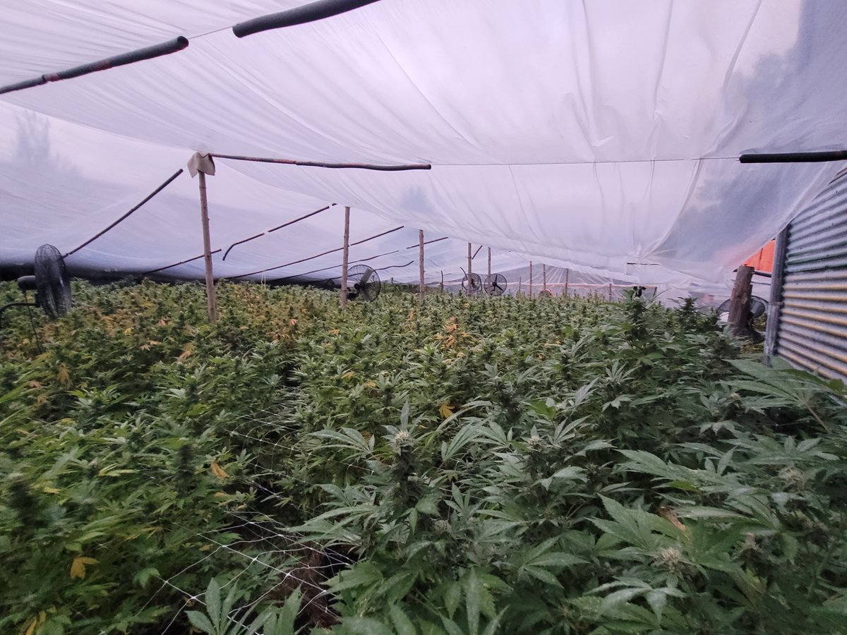 "Why did we name ourselves Willow Weed?"
1. It is the middle name of our founder, Jacob Willow Spiro. 
2. It is the name of our farm, Willow Pond Farm.
3. The alliteration duh...
4. Our business model is similar to a Willow Tree- flexible with strong roots that are disruptive.