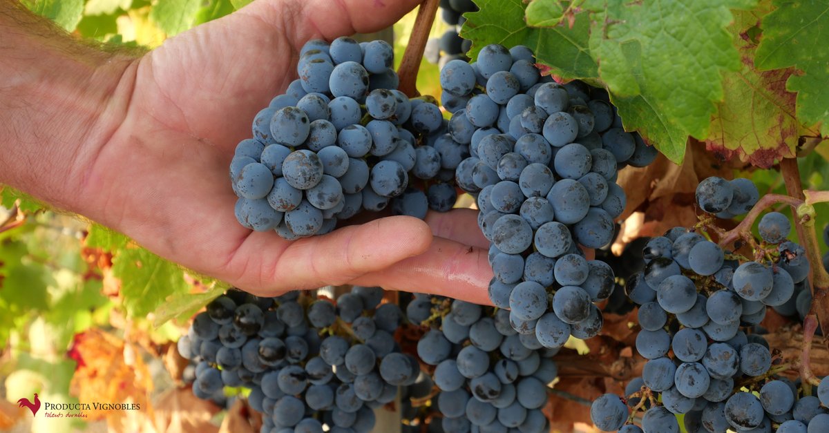 ProductaVign_'s tweet photo. ACTU | C'est la période des #vendanges ! 🍇Après une année compliquée pour le #vignoble, nos équipes sont mobilisées pour cette importante étape de vie du produit. 🚜
// It's #harvest time!🍇All our teams are mobilized! 🚜 #vignerons #wine #grape #vin #productavignobles https://t.co/i6lOxWvHmF