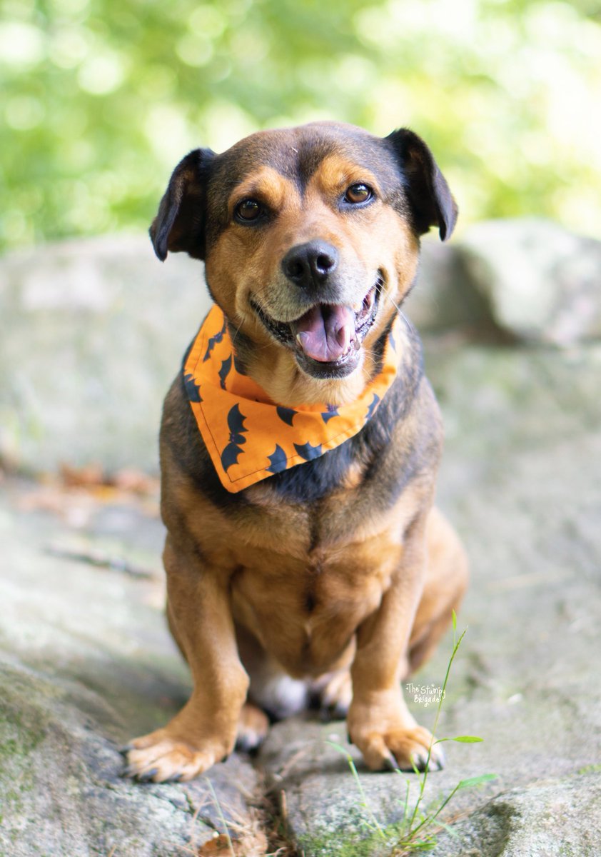 StumpyBrigade's tweet photo. It’s the most wonderful time of the year! 🦇 🎃
#SpoopySeasonIsBack #PrepareYourselfForTricksAndTreats #ButDontWorry #TheTrickIsThatEverythingIsATreat #dogsoftwitter #Halloween https://t.co/E0ltn7sXtW