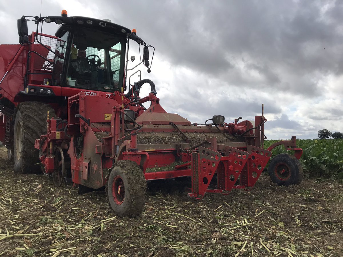 Rain stopped play with sugar beet harvesting in Suffolk, but yields look promising from early liftings near Stowmarket #clubhectare <a href="/FarmersWeekly/">Farmers Weekly</a> <a href="/BritishSugar/">British Sugar</a> @harvest2021 <a href="/NFUSugar/">NFU Sugar</a>