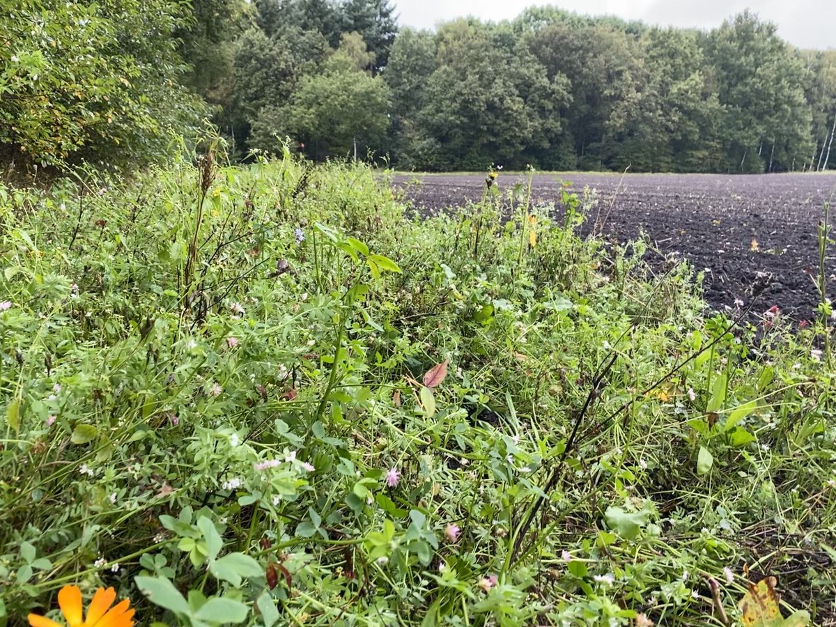 Ik was woensdag in Gelderland en ik verbaasde me om de onzinnigheid van de bloeiende akkerranden daar. Tussen bos en akker een strookje exotische bloemen...

Of snap ik het niet en is dit onze manier om zuid-europese zaadhandelaren te steunen?

trouw.nl/duurzaamheid-n…