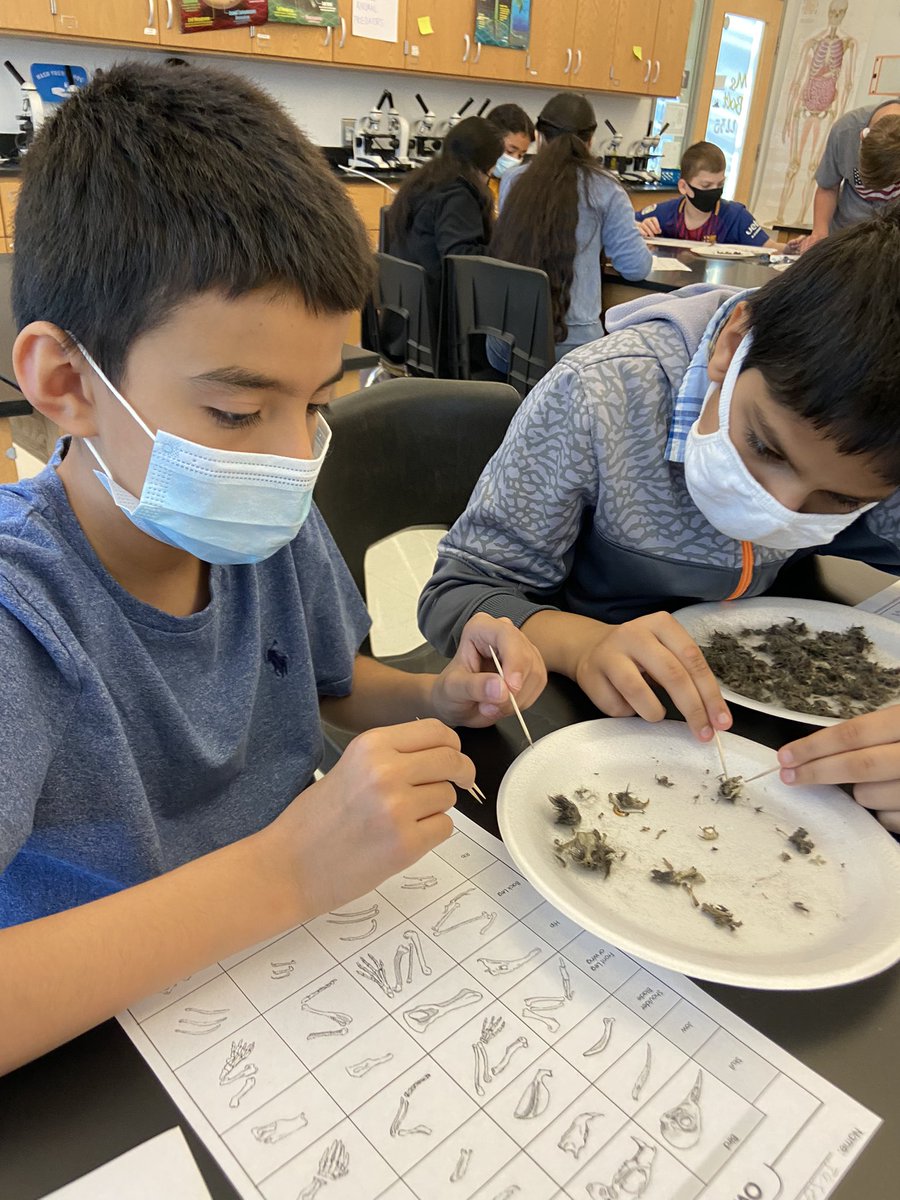 MsBoltTweets's tweet photo. We’re dissecting owl pellets in Life Science today !!! @7thGradeMPMS @MpMiddle https://t.co/FV9TkXdlKc